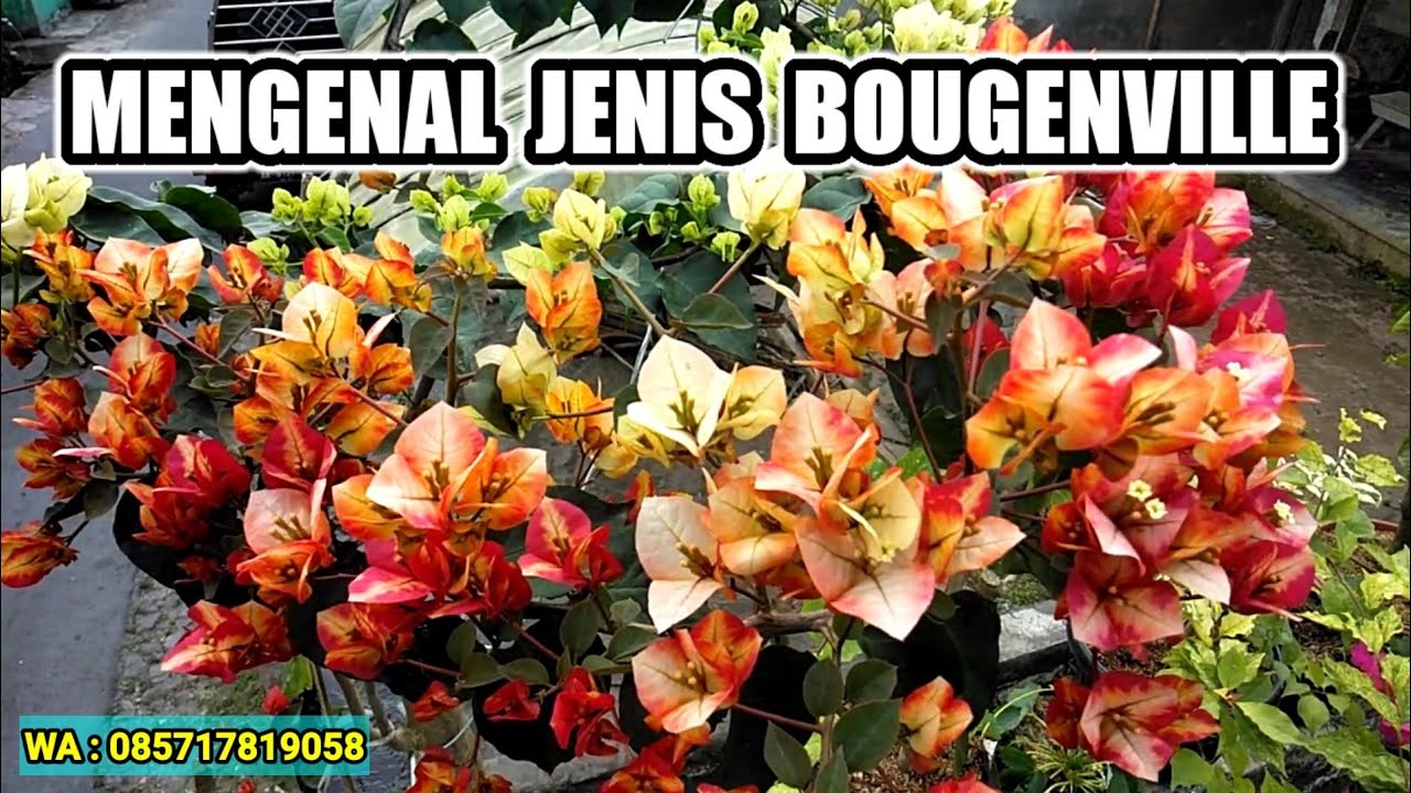 MENGENAL JENIS BOUGENVILLE IMPORT DAN LOKAL