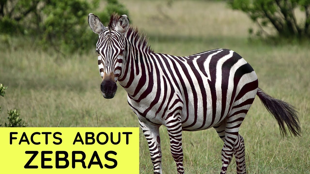 Zebra Facts for Kids | Interesting Amazing Facts about Zebras for Children
