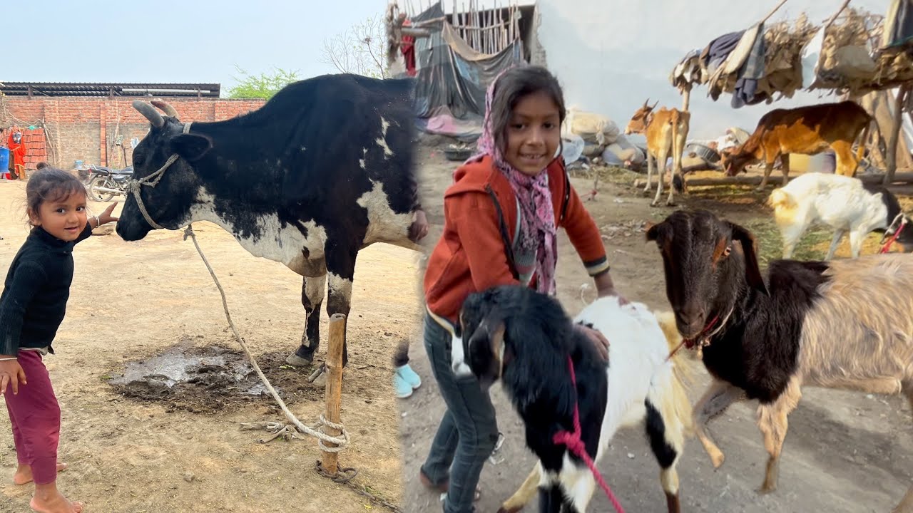 Kaveri Ne delivery Ke Bad Gudh Ni Khaya😢Mangli Ko Himanhu Ki Bakri Dikha Di