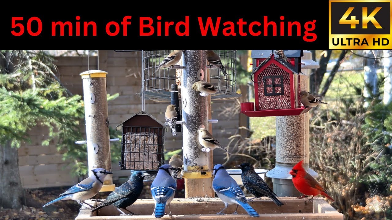 50 Minutes of Ontario Bird Feeder Visitors – Relaxing 4K Nature Sound | Ultra HD Wildlife