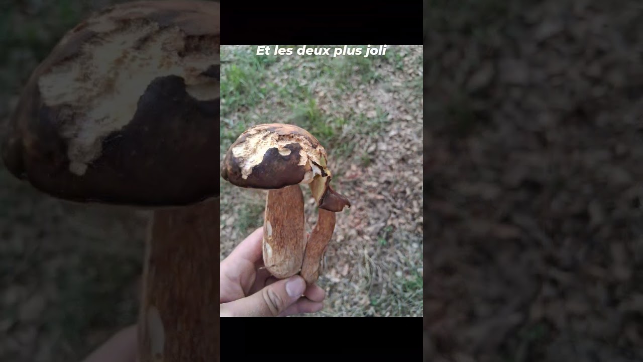 Cueillette des c&egrave;pes 2025 #automobile #mushroom