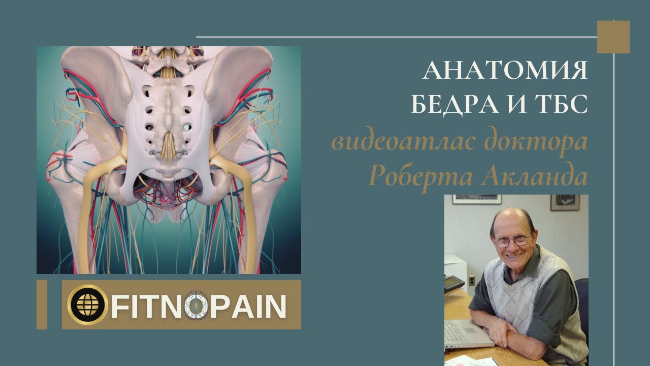 Анатомия тазобедренного сустава и бедра - видеоатлас Акланда
