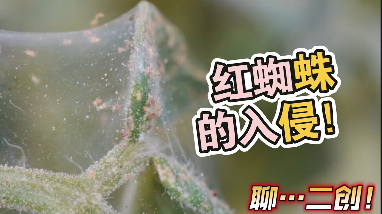 红蜘蛛的入侵！