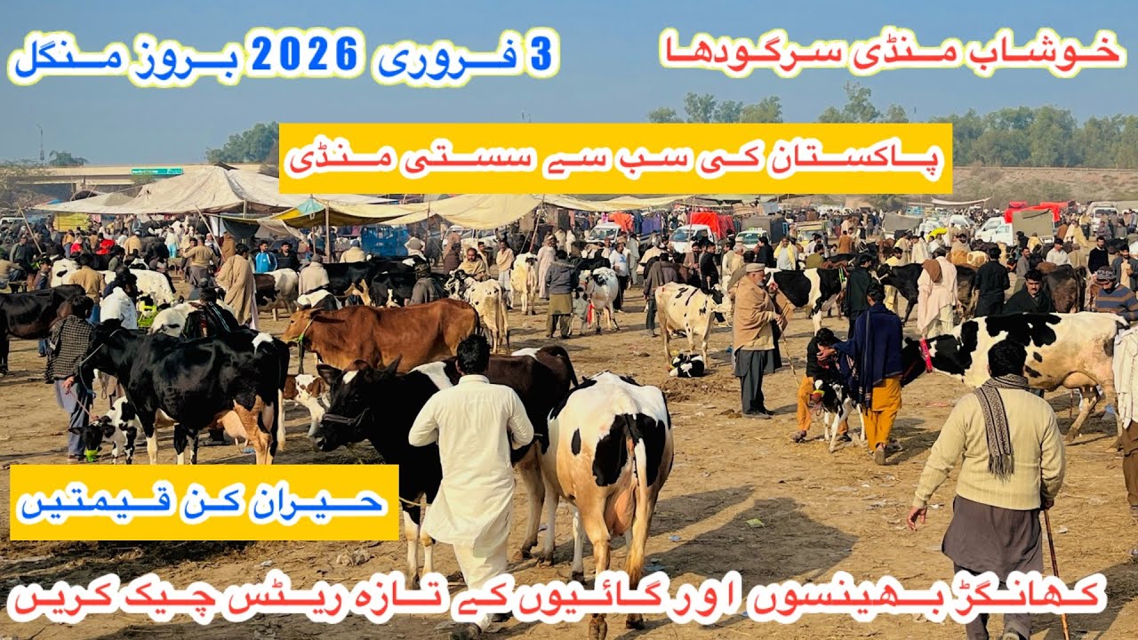 Khushab Maveshi Mandi | Khangar Cows And Buffaloes Fresh Rates And Updates Today | 3 February 2026
