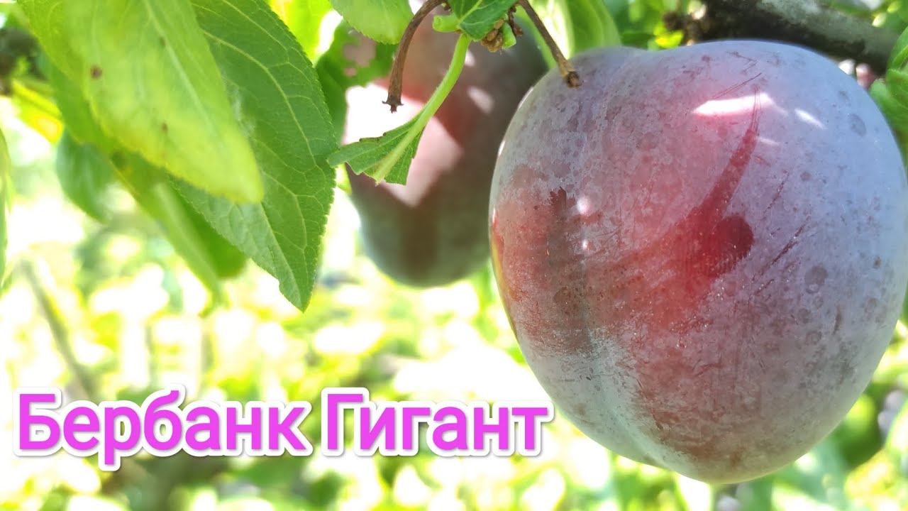 Диплоидная Слива Бербанк Гигант