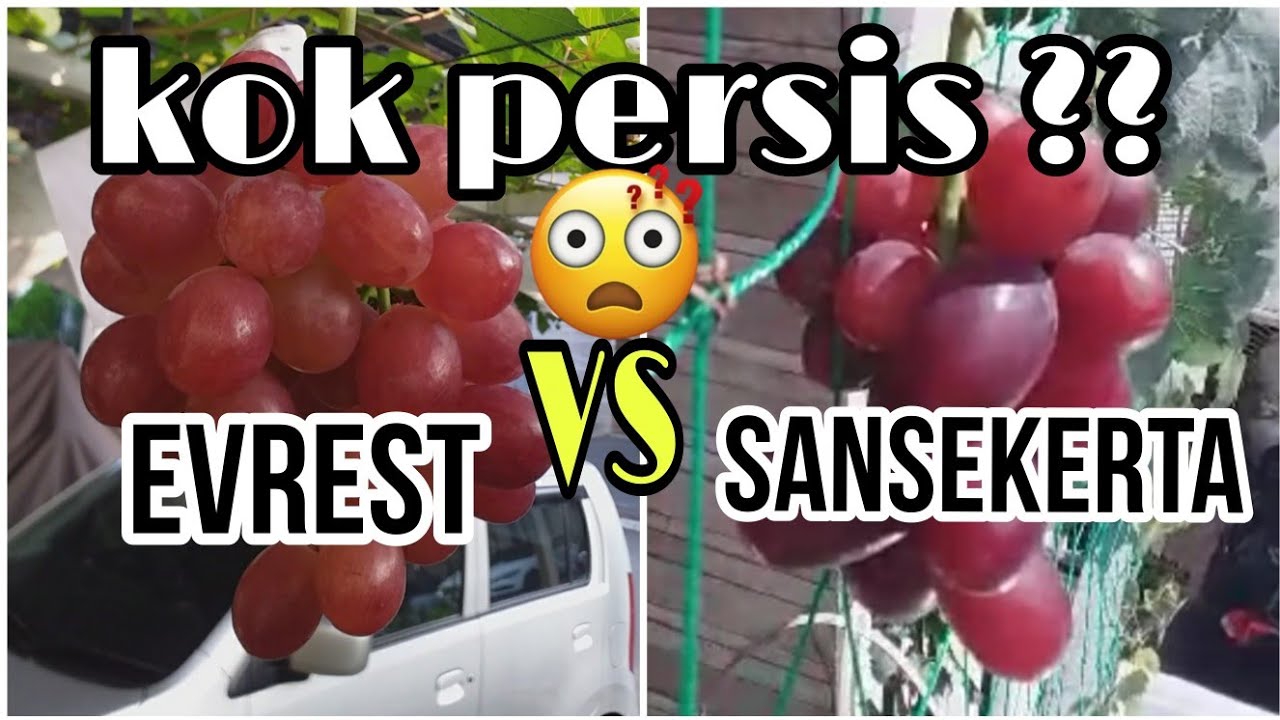 Review anggur Everest || Buah BESAR dan manis persis anggur Sansekerta