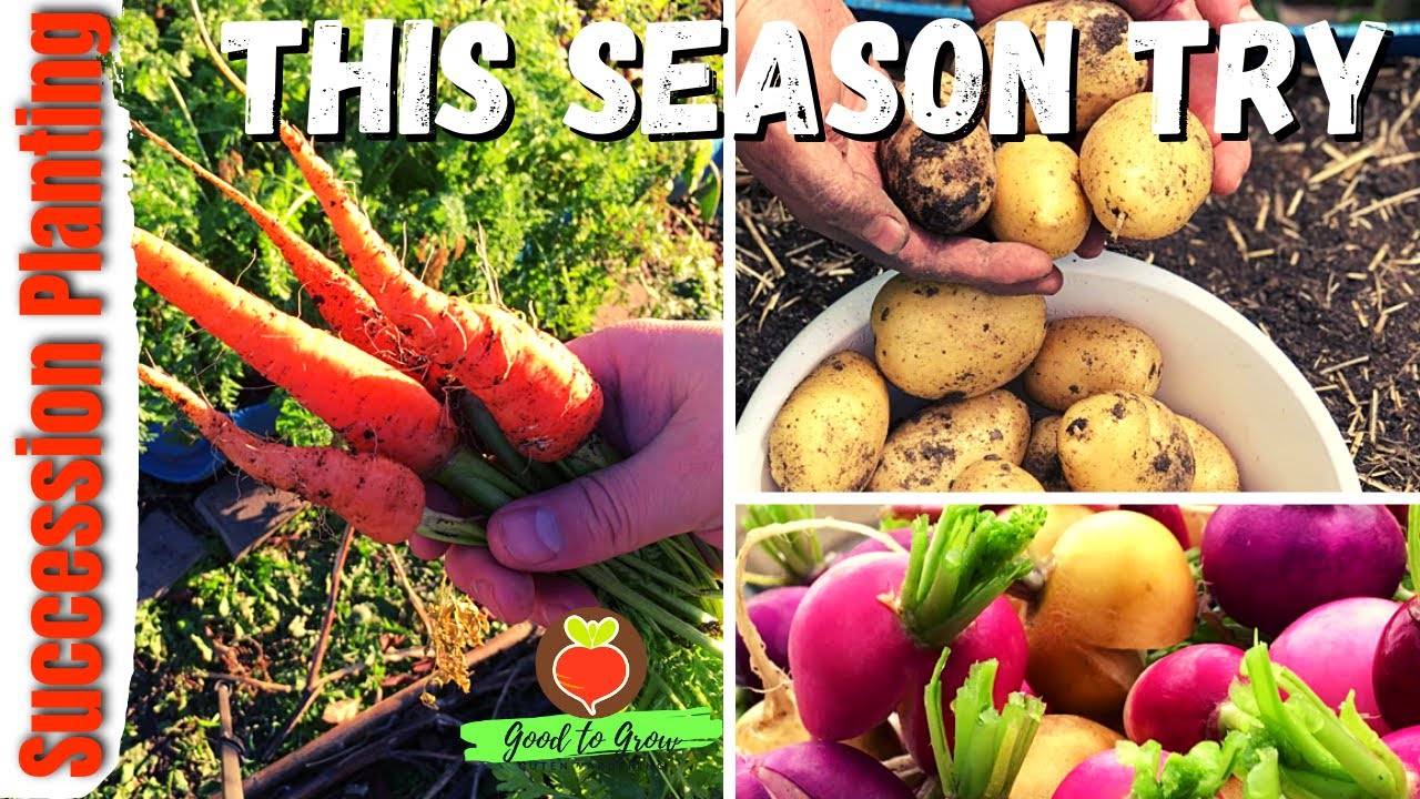 5 Tips to Boost your Garden Productivity With SUCCESSION Planting | Zone 5 Gardening Guten Yardening
