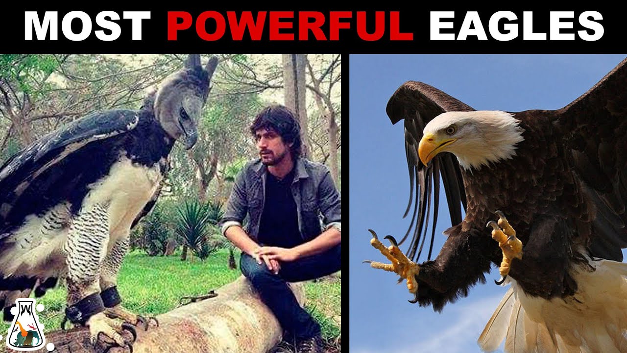 10 Strongest Eagles on Earth