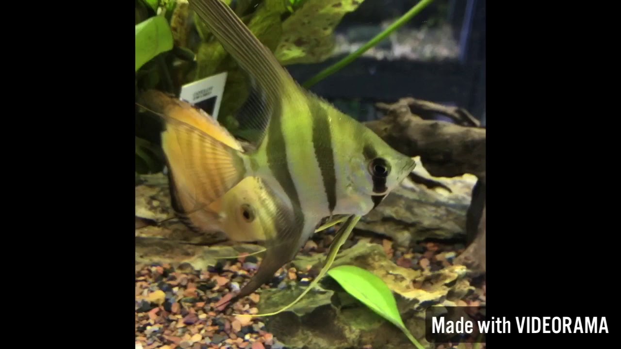 Captive Bred Altum Angelfish