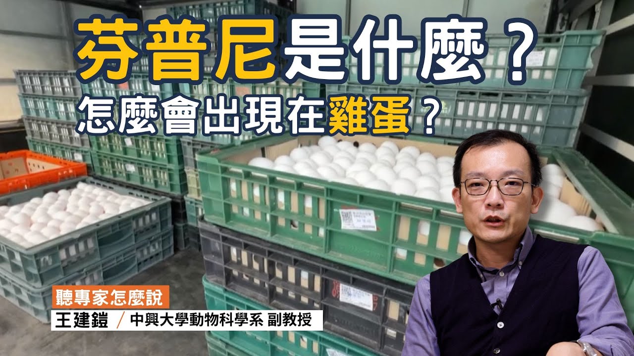 芬普尼雞蛋是怎麼產生的？吃進去對我們會有什麼影響嗎？｜ft.中興大學動物科學系副教授 王建鎧 ｜公視我們的島【聽專家怎麼說】