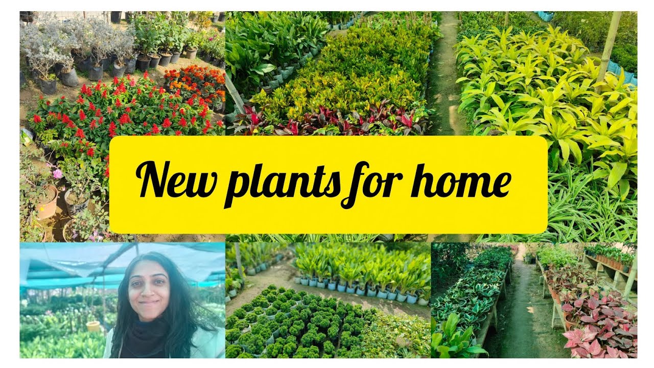 Nursery visit in Sector 83 Faridabad - New plants for home ☘️🌿🍁🌼