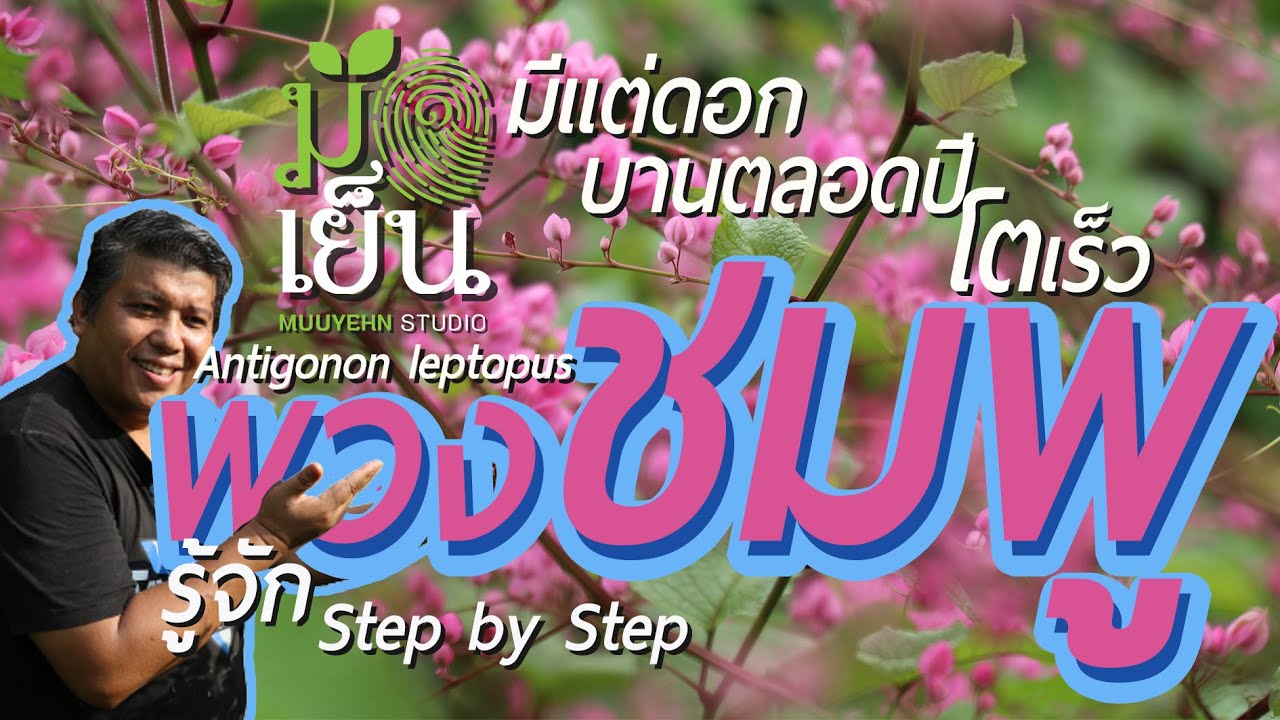 พวงชมพู มีแต่ดอก บานทั้งปี มีดีที่โตเร็ว Antigonon leptopus Coral vine