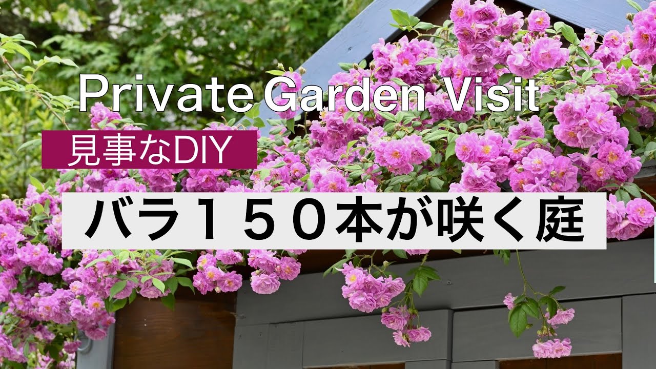 【５月の個人邸訪問】１５０本のバラが咲く、二人でDIYして作った庭