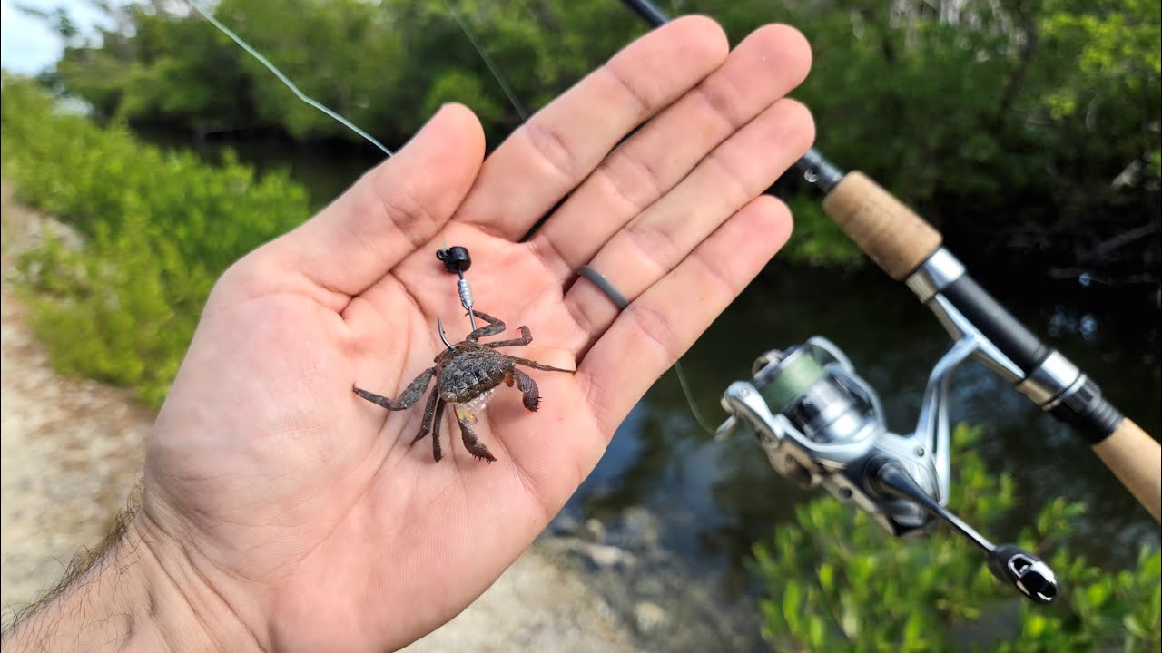 Trying New Baits. Sheepshead, Big Snook & Tarpon.