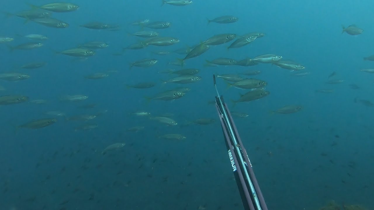 Chasse sous marine : chinchard