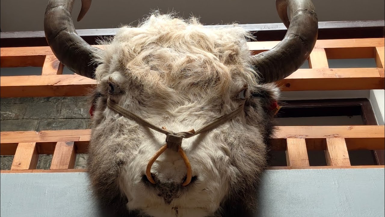11 March 2026་བོད་དང་བལ་ཡུལ་ས་མཚམས་རི་མགོ་ལ་#travel #vlogs #vlogvideo 