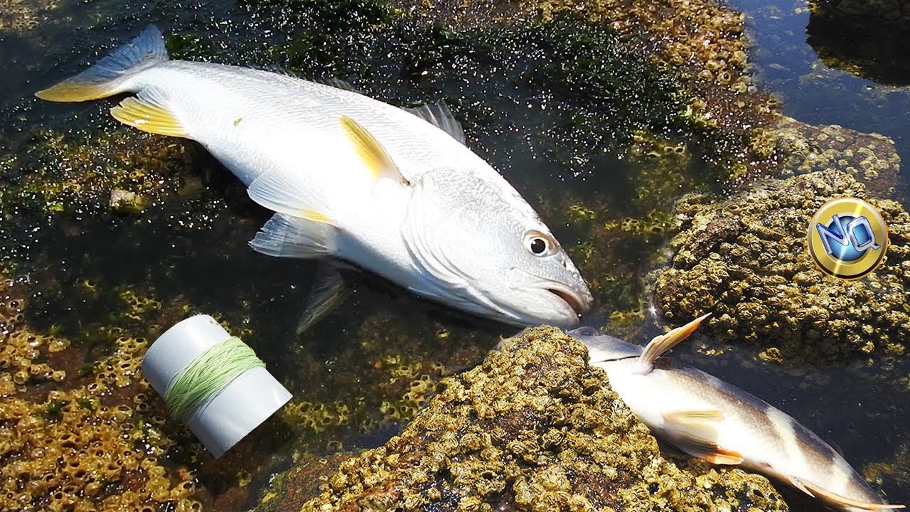 La pesca perfecta Corvinas y pintadillas en acci&oacute;n con la t&eacute;cnica de l&iacute;nea de mano y cangrejo