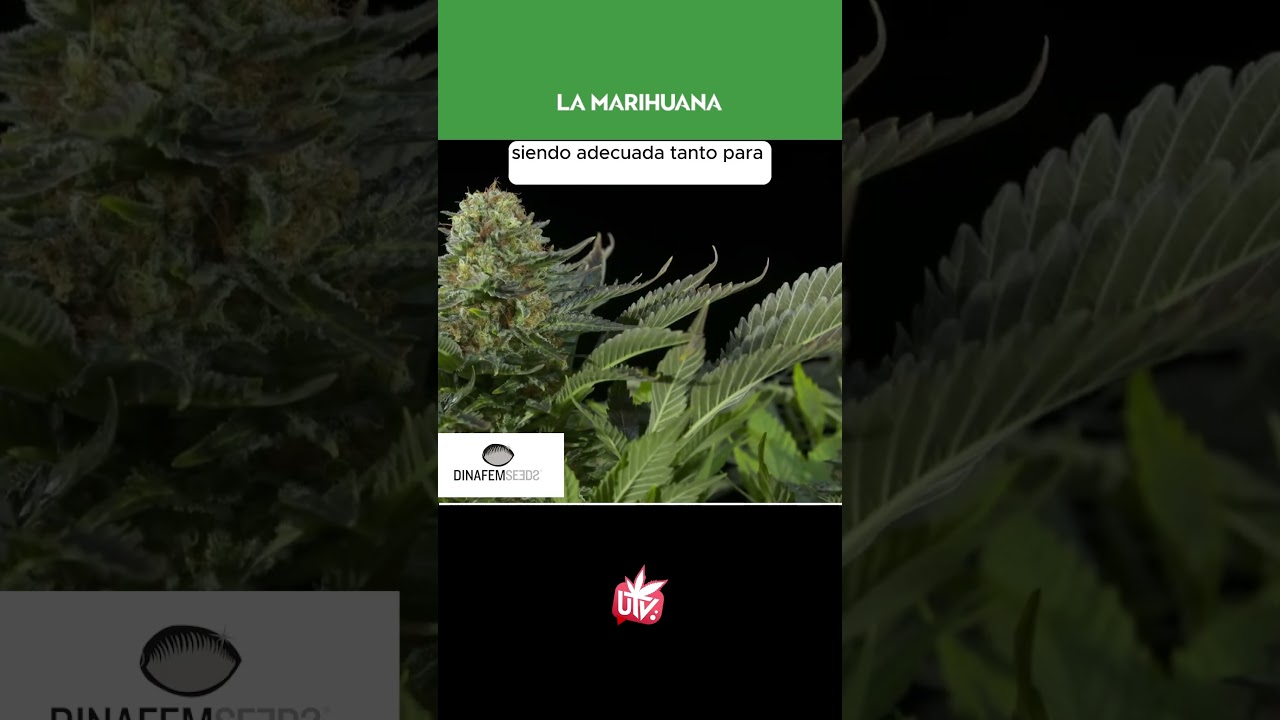 TODO sobre la M&Iacute;TICA WHITE WIDOW