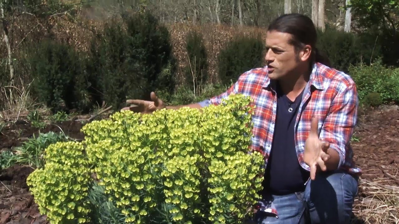 La Euphorbia characias, una de las primeras plantas vivaces en florecer - Decogarden - Jardinatis