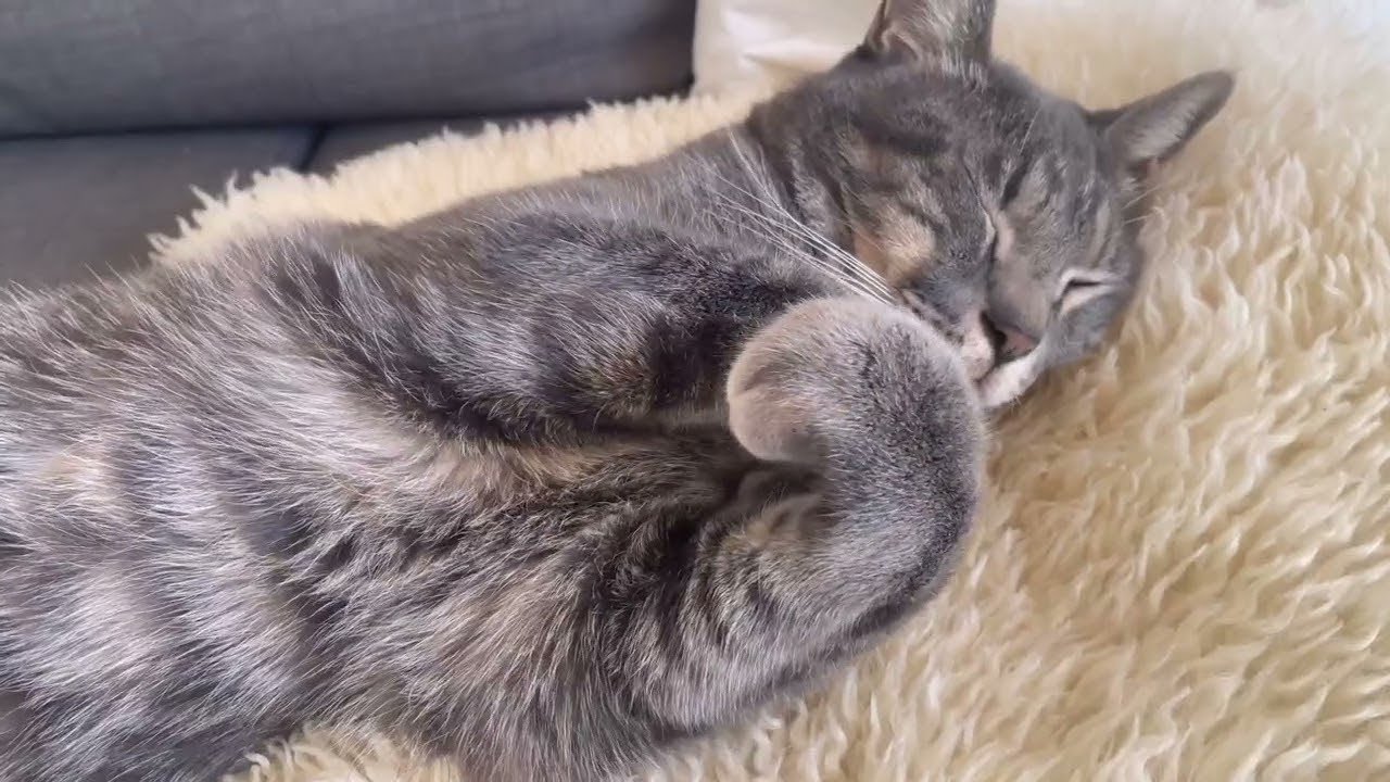 キキとテテのまいにち。 ④ 保護猫のふたごの日常