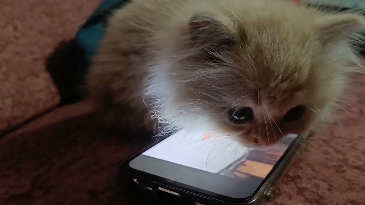 Persian cats with rats reaction 