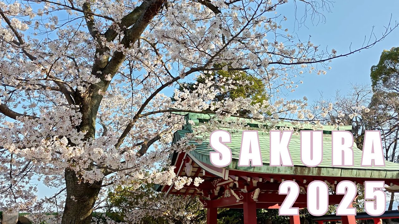Cherry blossom | Sakura | Japan 2025