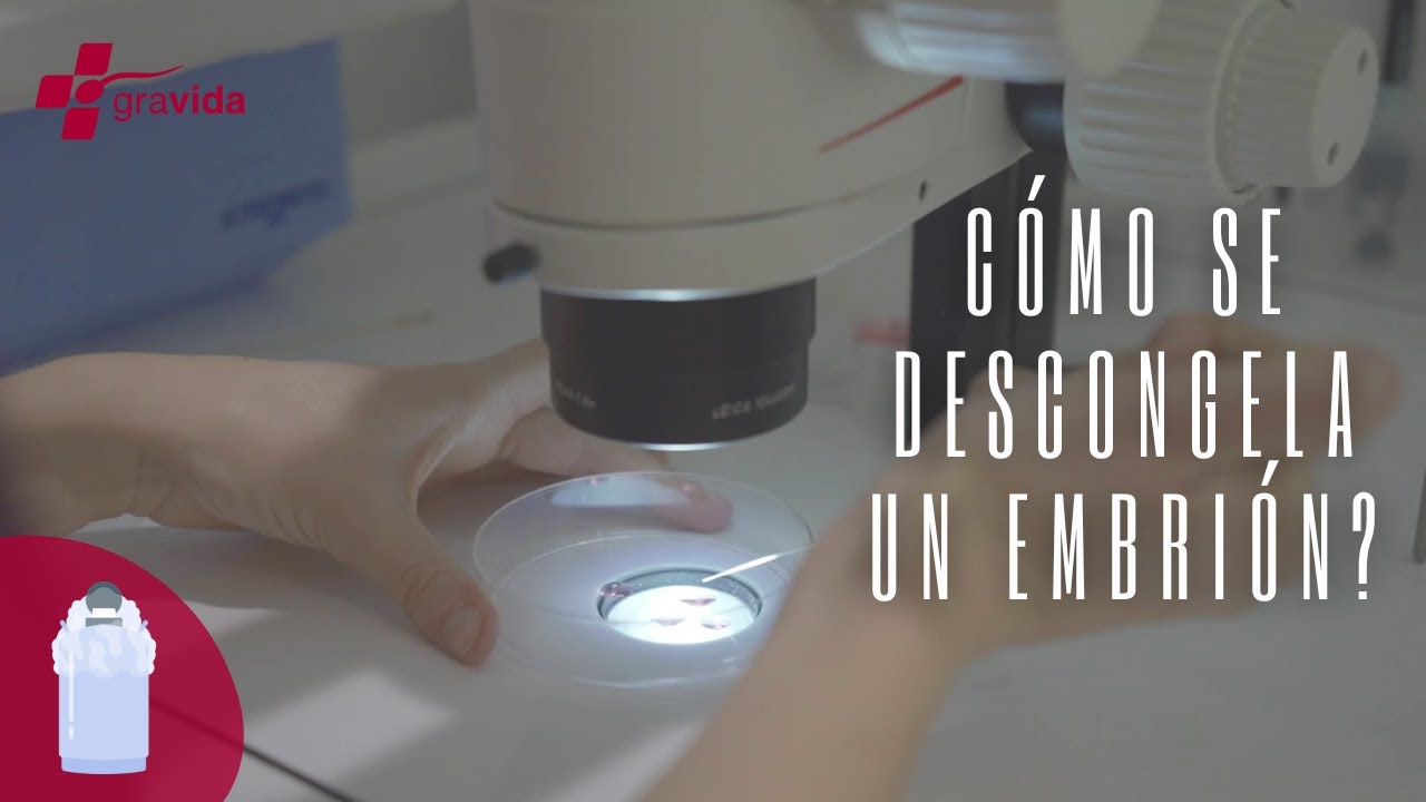 ¿CÓMO SE DESCONGELA UN EMBRIÓN PARA UNA CRIOTRANSFERENCIA?