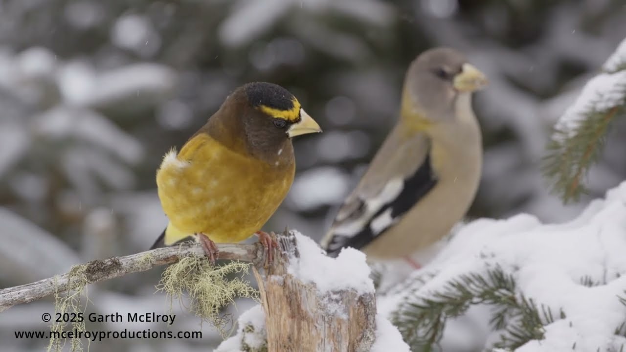 Evening Grosbeaks in Maine