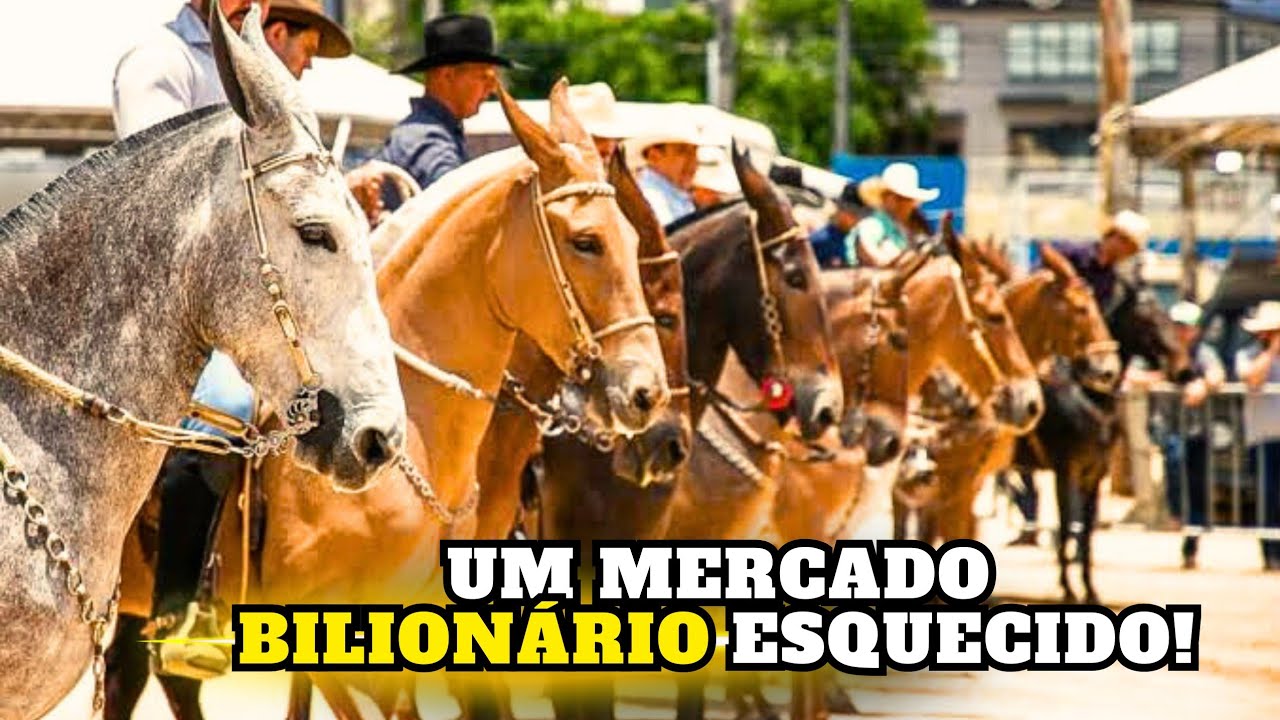 O Mundo dos Marchadores: Como Cavalos e Muares de Marcha Movimentam Milhões no Brasil?