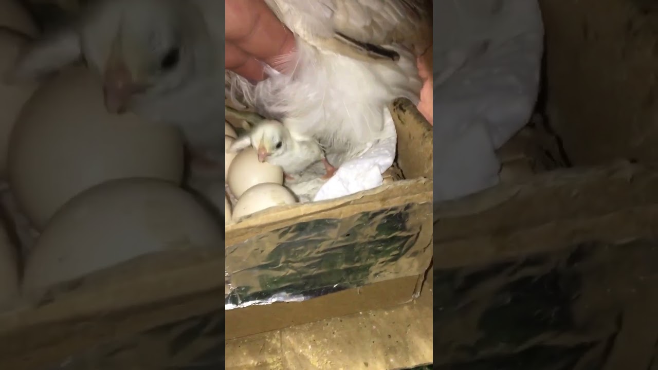 Day Old Chick Pet Serama #chicken #chick #hen #serama