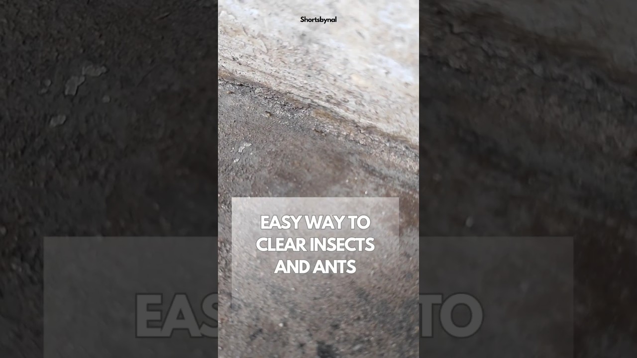 Easy hack to kill insects in home 