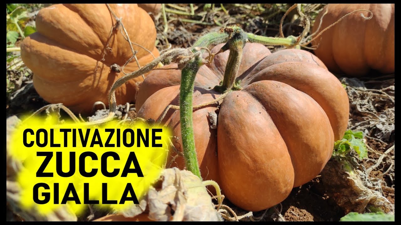 COLTIVAZIONE DELLA ZUCCA GIALLA
