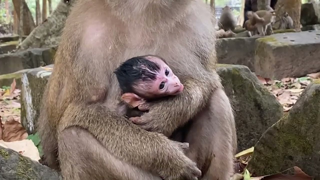 Trying to save baby monkey Astro from his own great grandma