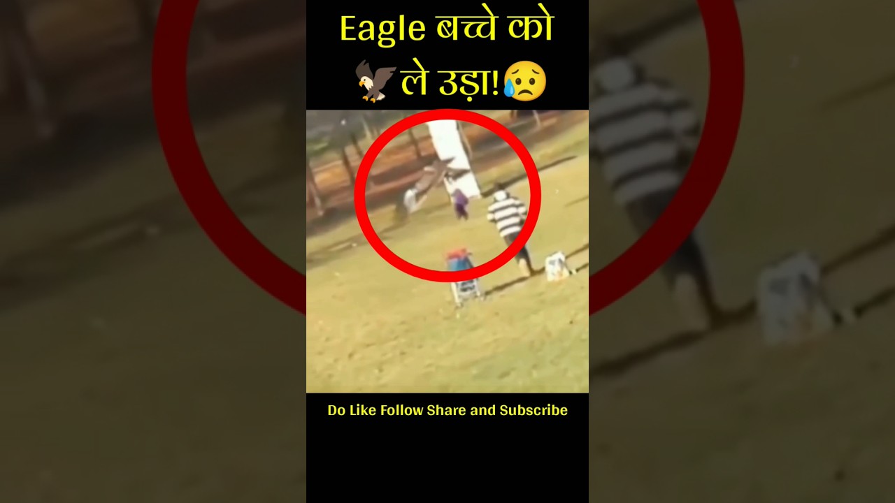 Eagle attack the child|#shorts|#shortsfeed|#trending|#viral|#facts2gain