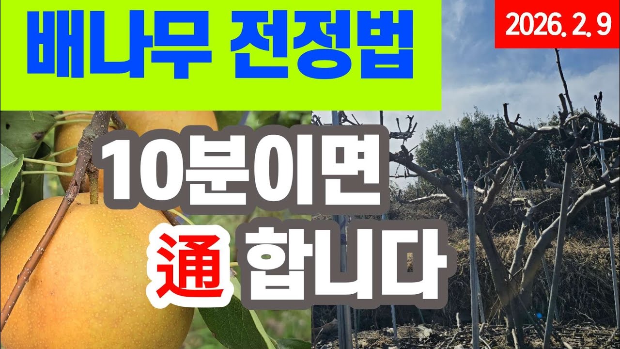 배나무 전지법 - 10분이면 통합니다.