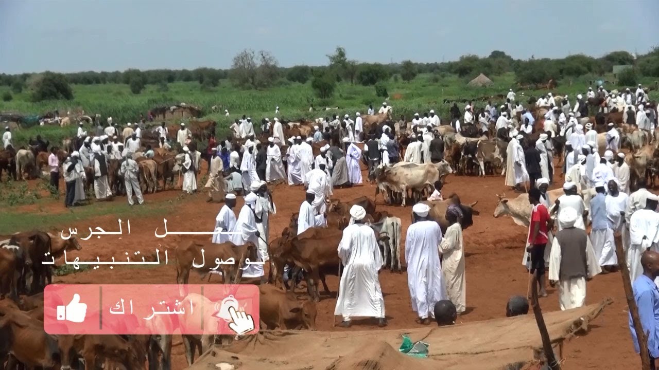 السودان / كدام  -  أفضل سوق لشراء الأبقار اللاحم..
