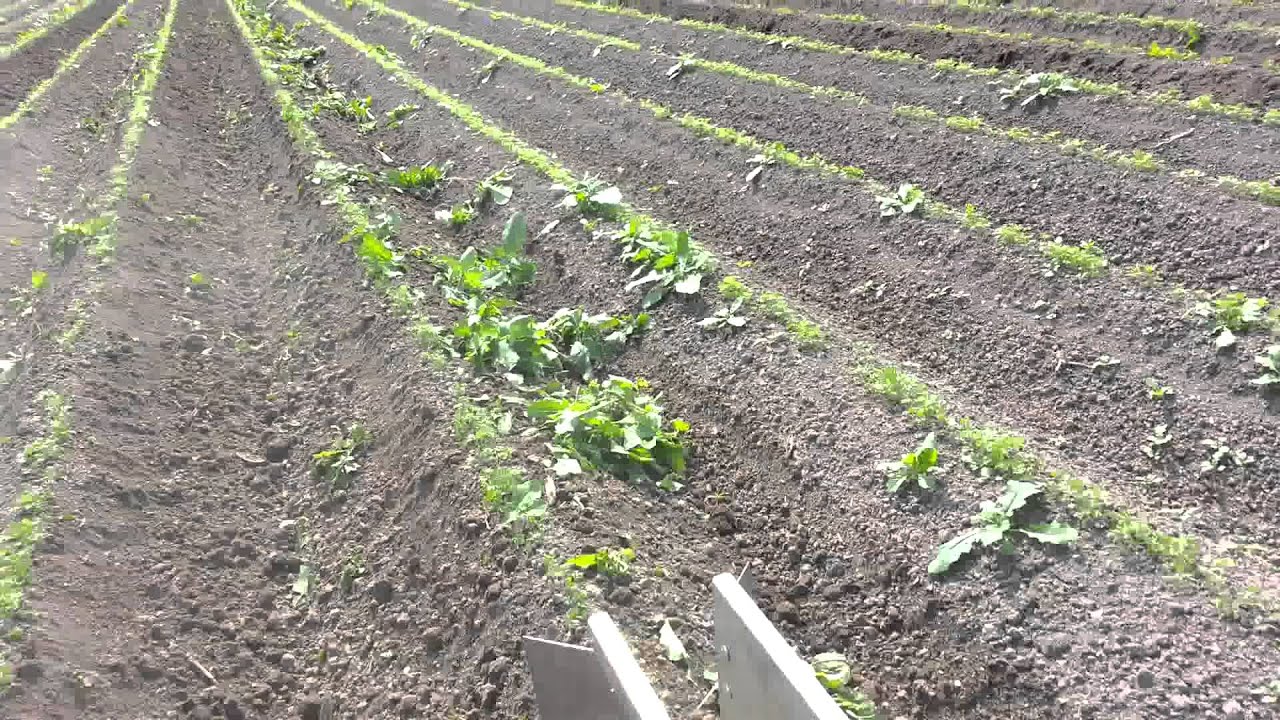 groot onkruid schoffelen met HAK EX - Serie