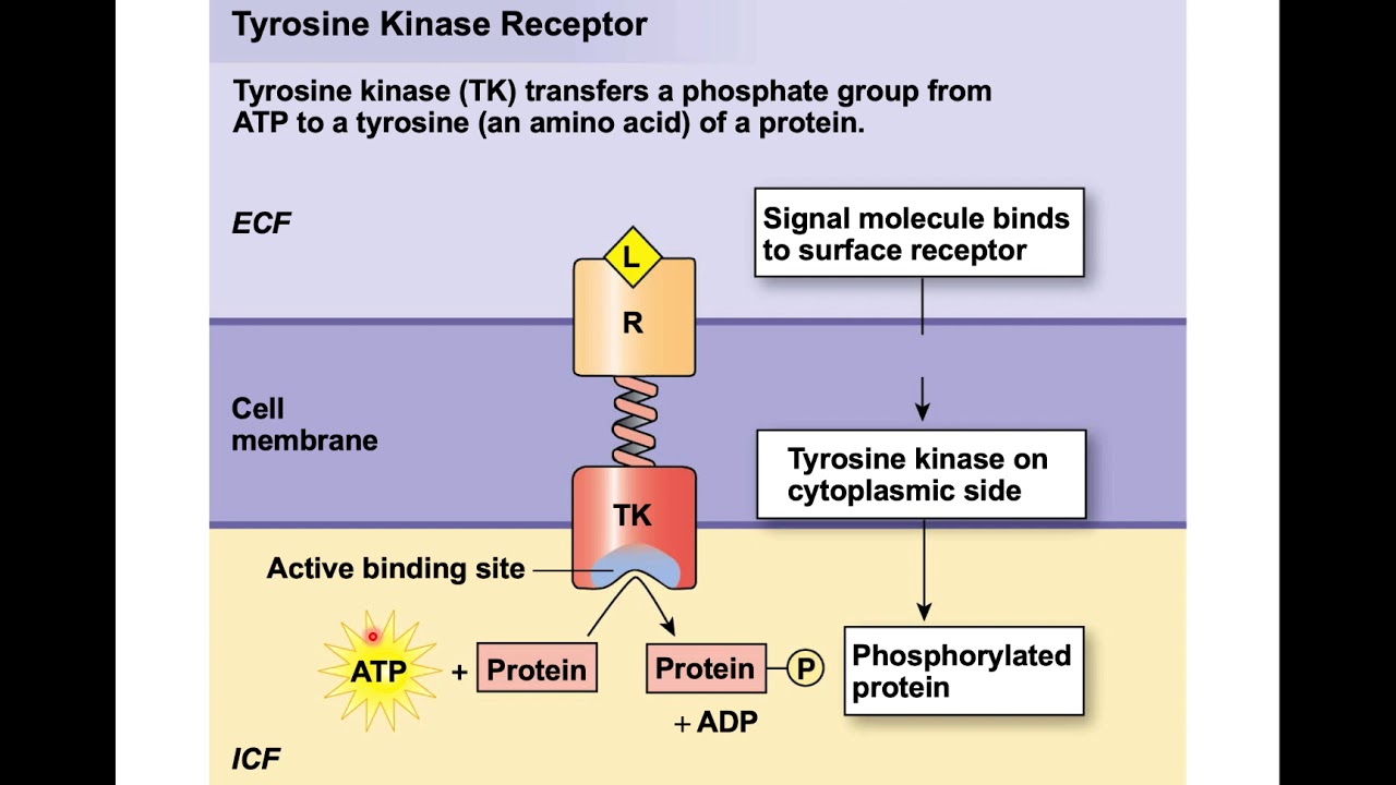 Cell Signaling Pathways