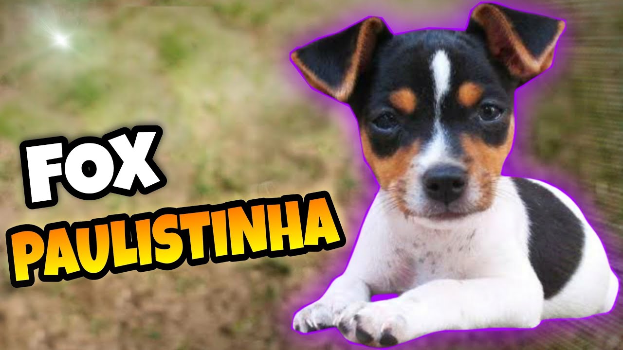 10 Curiosidades Sobre o Fox Paulistinha