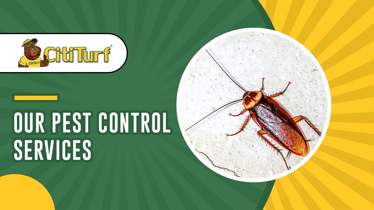 Pest Control Services in Plano, Texas
