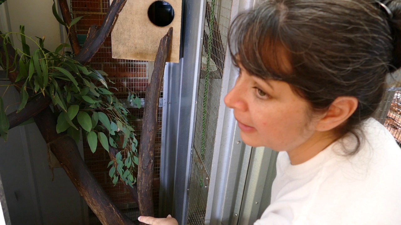 Australian Wildlife Shelter Tour