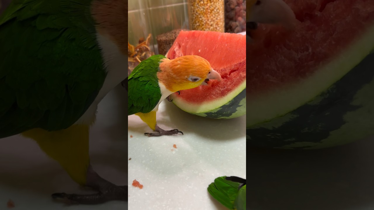 #petsvideos #petlovers #avesdobrasil #birdlovers #birdofinstagram #birds #parrot