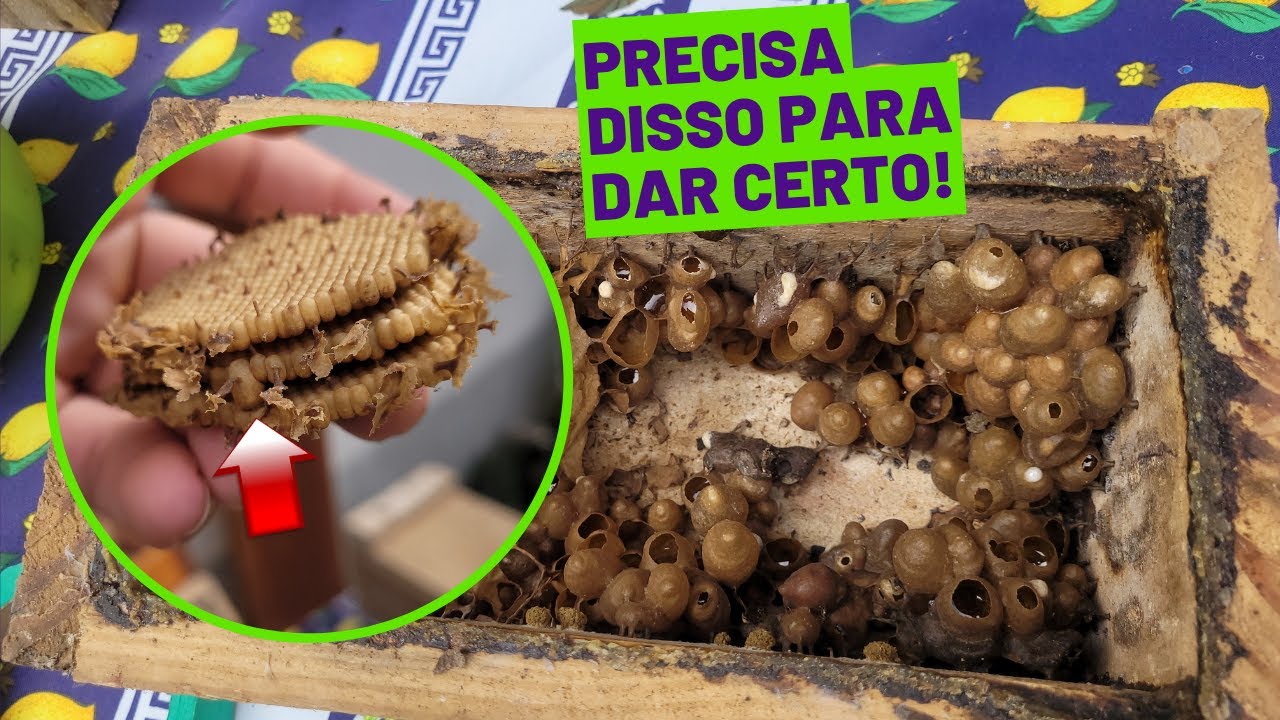 FIZ UMA DIVISÃO DE ABELHA MIRIM DRORYANA