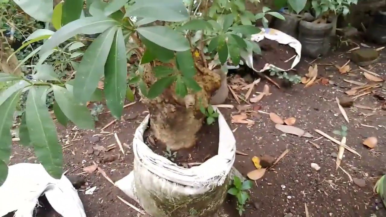 harga harga pohon pule