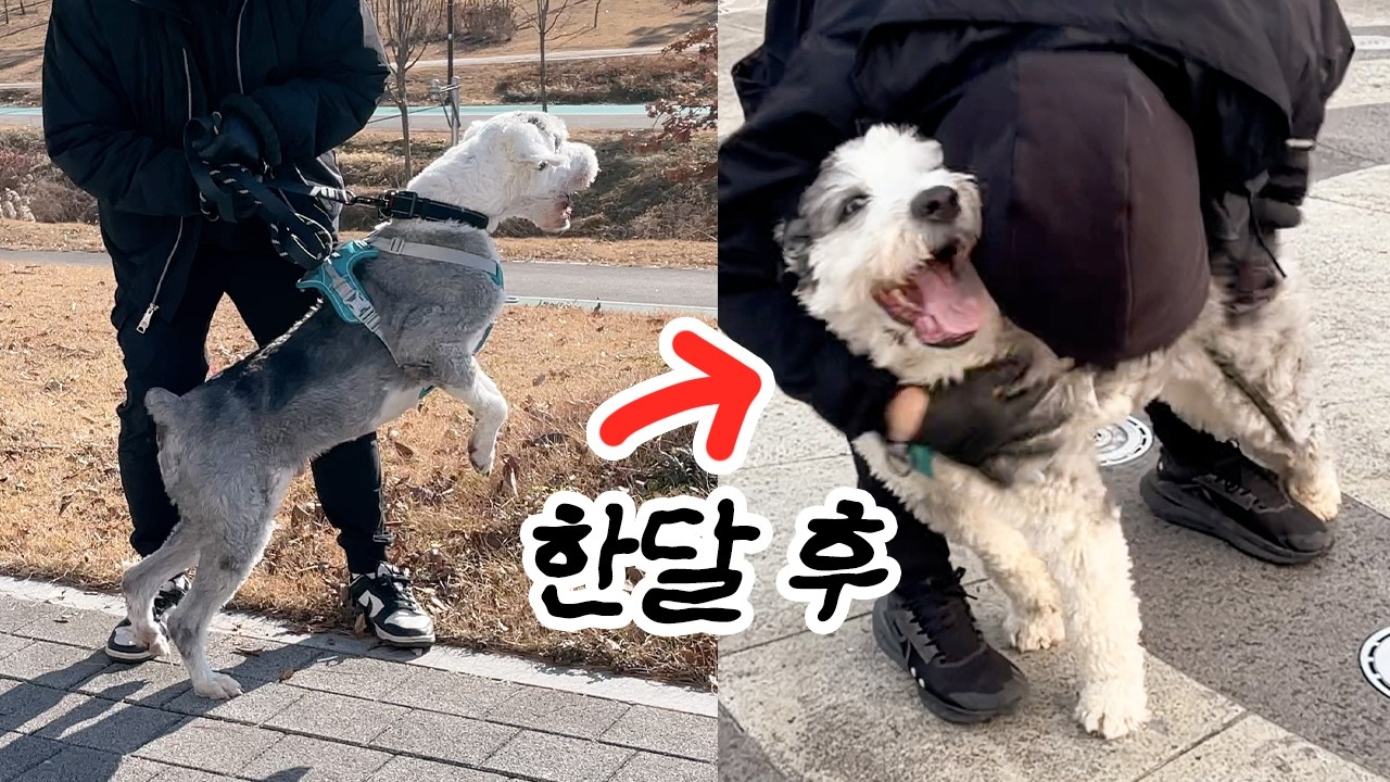 불안하면 내 뒤에 숨어, 구조한 강아지 한 달 동안 산책 변화