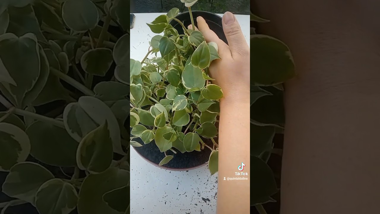 Replante Peperomia Scandens 💚🌱