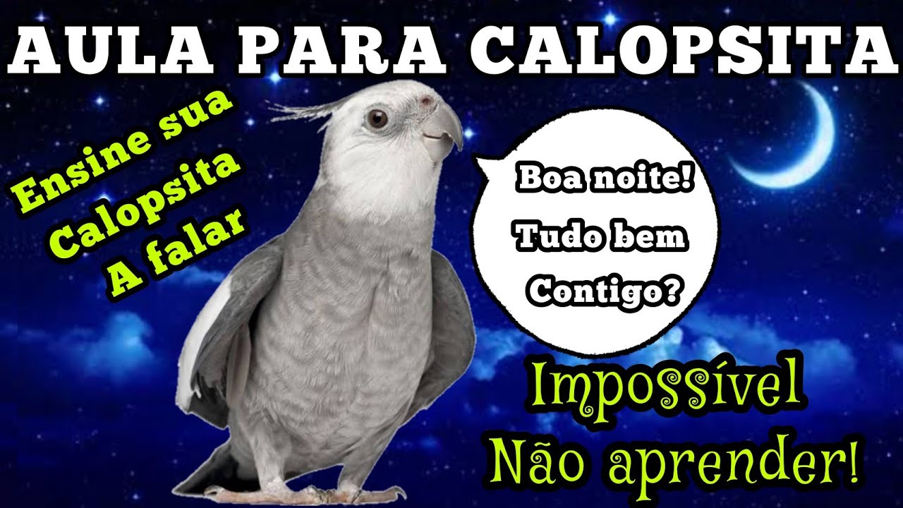 Calopsita falando boa noite! Tudo bem contigo? - oi tia, oi amor! (treinamento para calopsita)