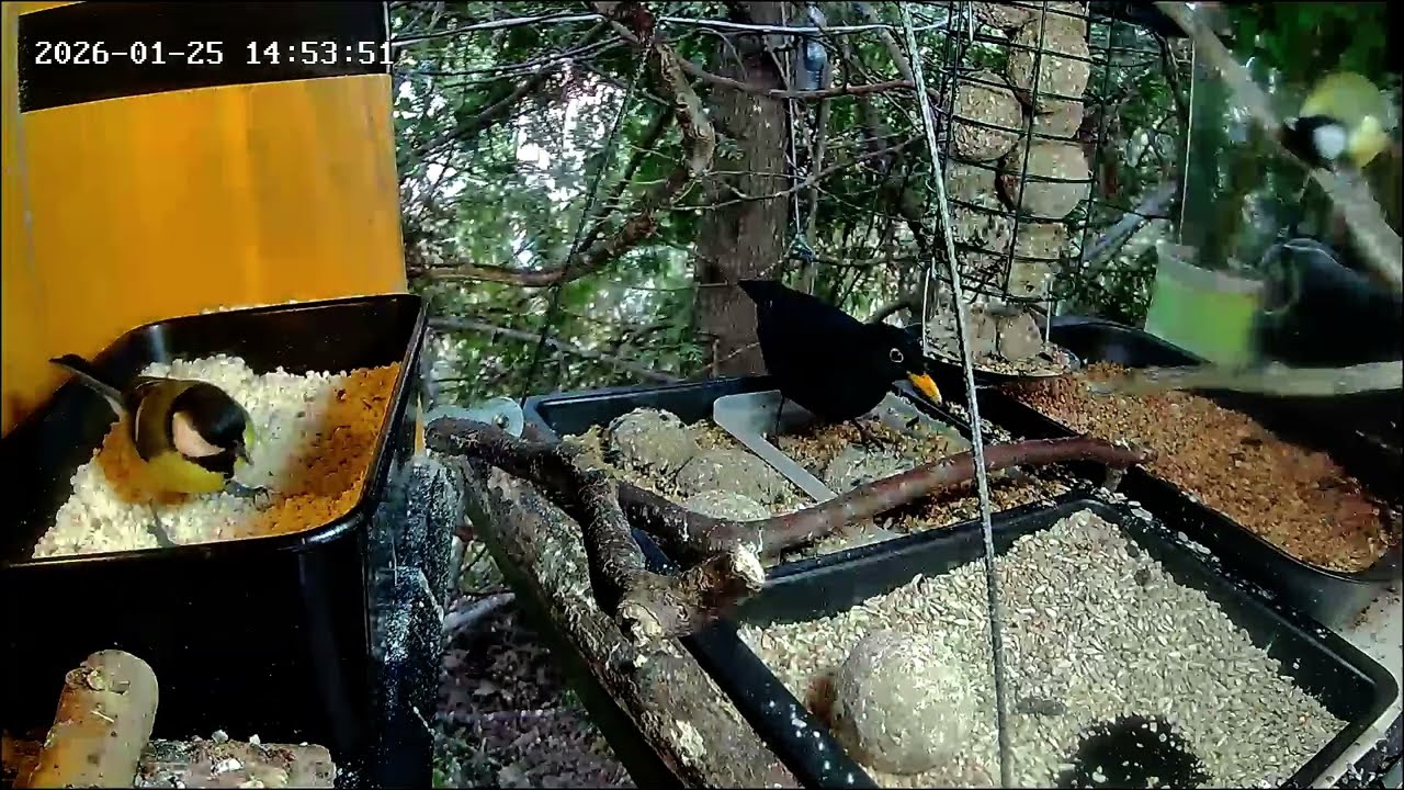 Nachmittags wird an der Nuss-Tanke viel gefuttert (25.01.2026)
