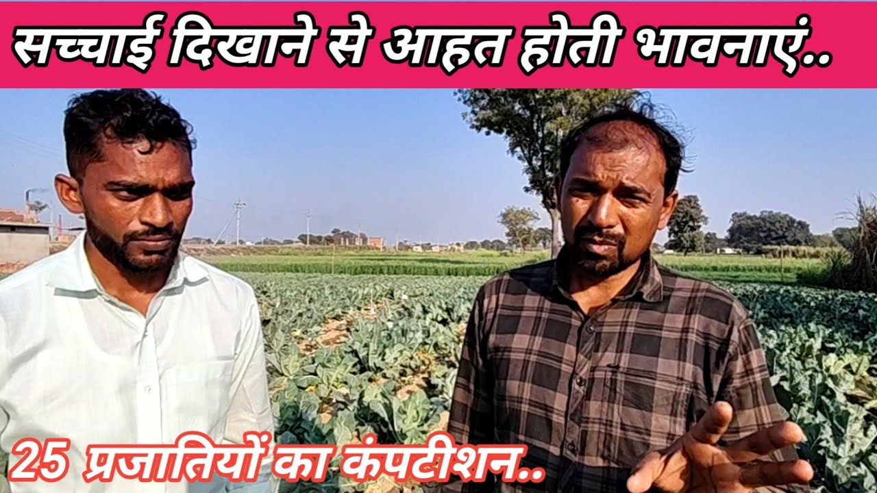 Обидное видео / 25 сортов #цветной капусты в поле / Phoolgobhi ki kheti