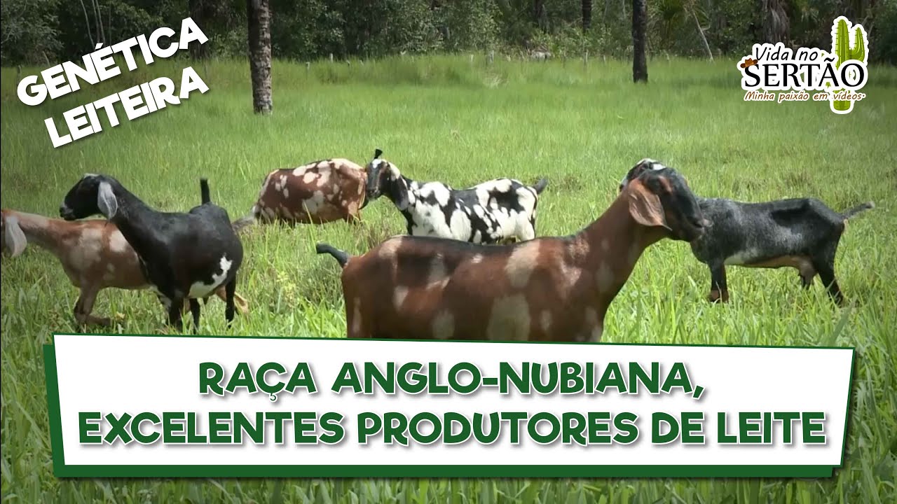 RA&Ccedil;A ANGLO-NUBIANA, EXCELENTES PRODUTORES DE LEITE #ovinos #caprinos #anglonubiano